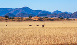 unberührte Natur: Oryx ziehen durch die weite Savanne im Namib-Naukluft-Nationalpark, Namibia