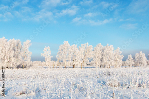 Scenery. Trees in hoarfrost in a white field against a blue sky with clouds.