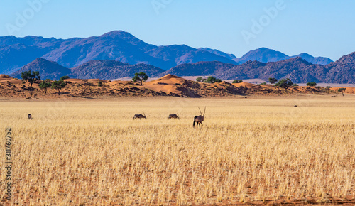 unberührte Natur: Oryx ziehen durch die weite Savanne im Namib-Naukluft-Nationalpark, Namibia