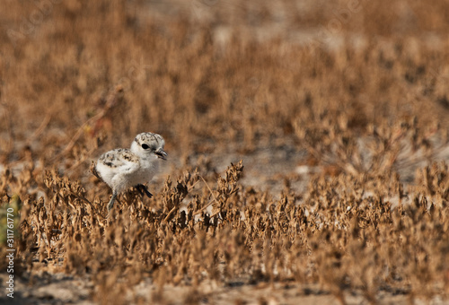 The Kentish plover chick on dry grasses, Bahrain  photo