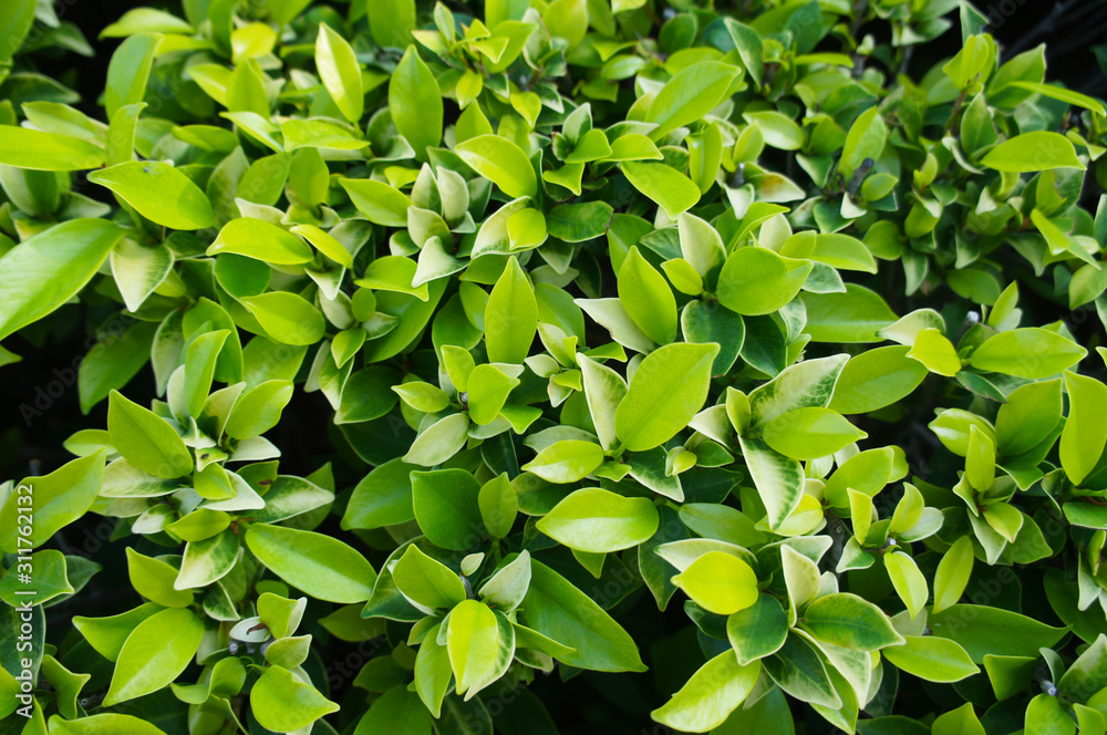 Fototapeta premium Banyan tree or ficus bengalensis green foliage
