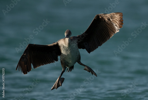 The Socotra cormorant landing, Bahrain