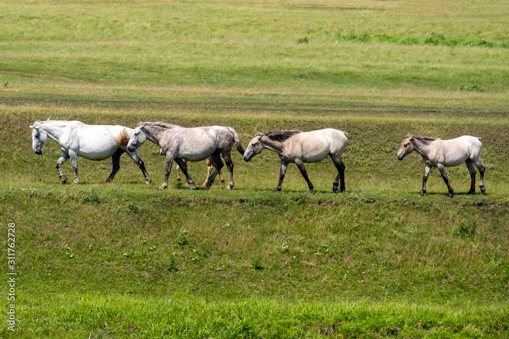 four adult horses are walking through the green hilly terrain four adult horses are walking through the green hilly terrain