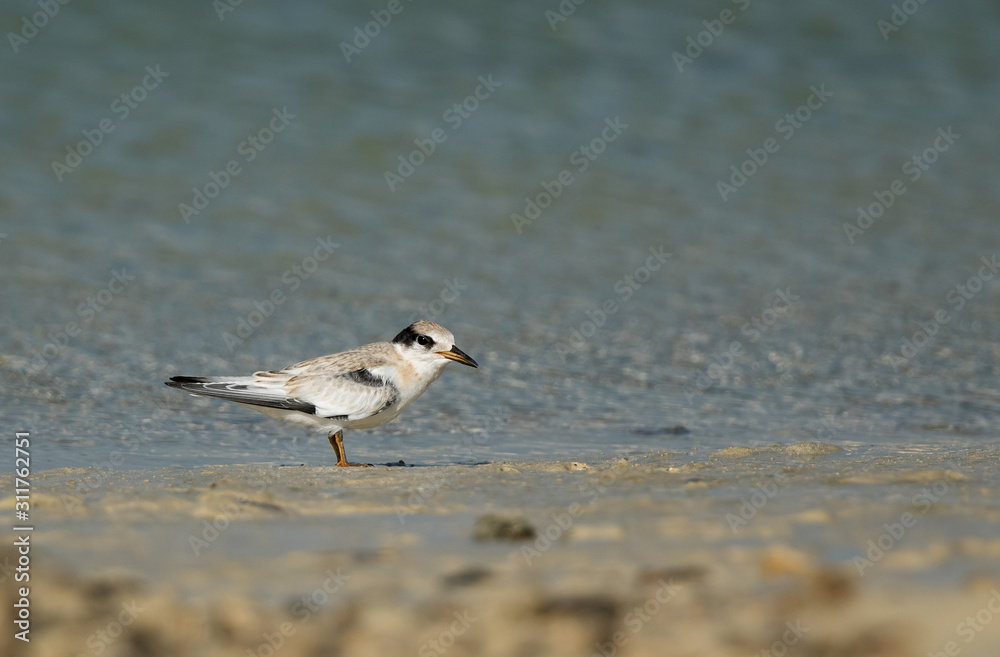 Juvenile Saunders tern waiting for food from mother, Bahrain Juvenile Saunders tern waiting for food from mother, Bahrain