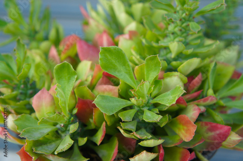 Monadenium succulentum euphorbia green and red plant 