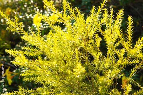 Melaleuca bracteata revolution gold or black tea-tree shrub  photo