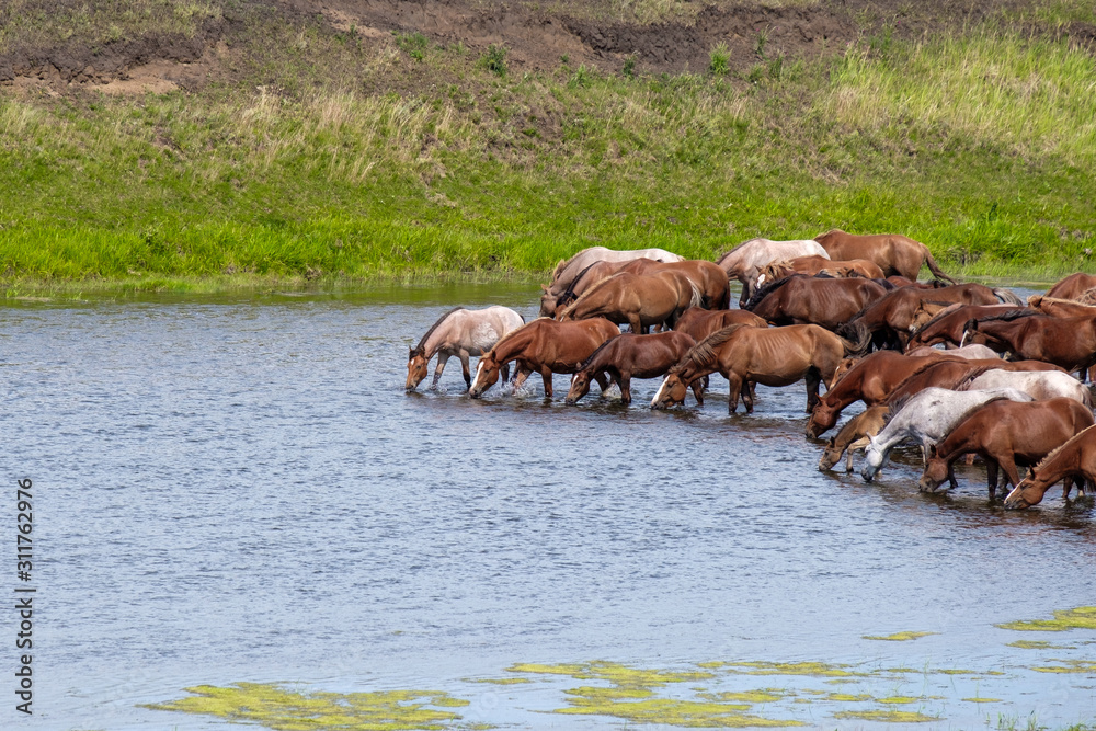 many horses simultaneously drink water from the river of different many horses simultaneously drink water from the river of different