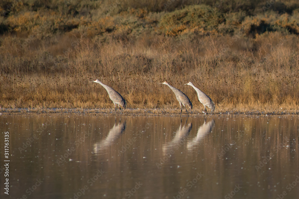 Fototapeta premium Sandhill Cranes