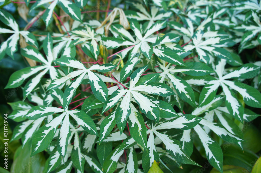 Manihot esculenta variegated or bitter cassava green and white leaves Manihot esculenta variegated or bitter cassava green and white leaves