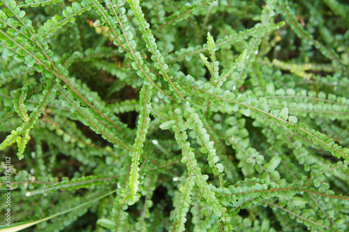  Duffii nephrolepis cordifolia or fishbone fern green plant
