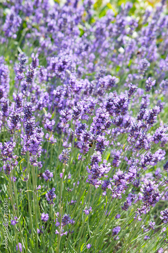 lavandula angustifolia hidcote blue violet lavender flowers vertcial