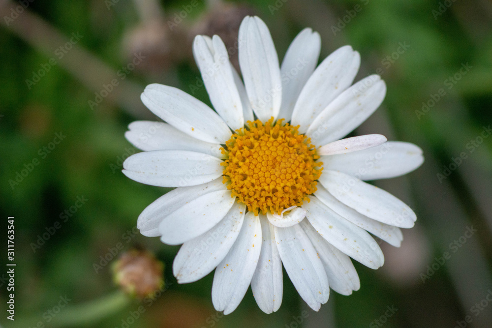 flor blanca y amarilla sobre fondo verde flor blanca y amarilla sobre fondo verde