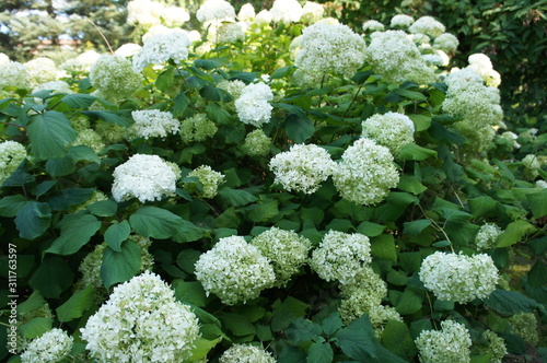Hydrangea arborescens annabelle smooth hydrangea shrub with white flowers photo