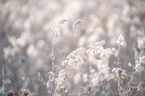 Peaceful white flowers  © Katherine