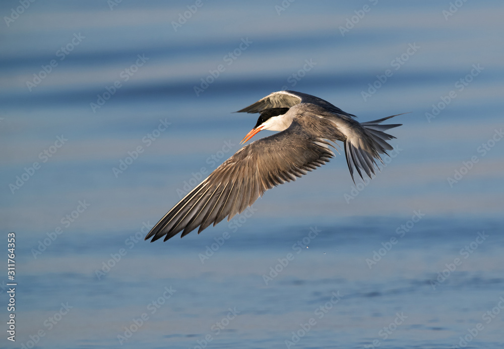 White-cheeked tern fishing, Bahrain White-cheeked tern fishing, Bahrain