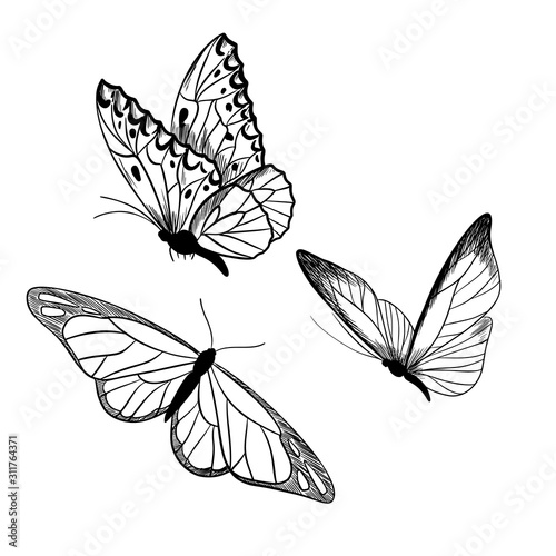Set of three butterflies, ink sketch, hand drawn