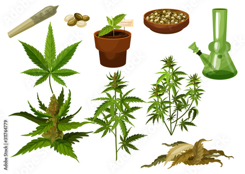 Set of isolated marijuana leaf and hemp seeds