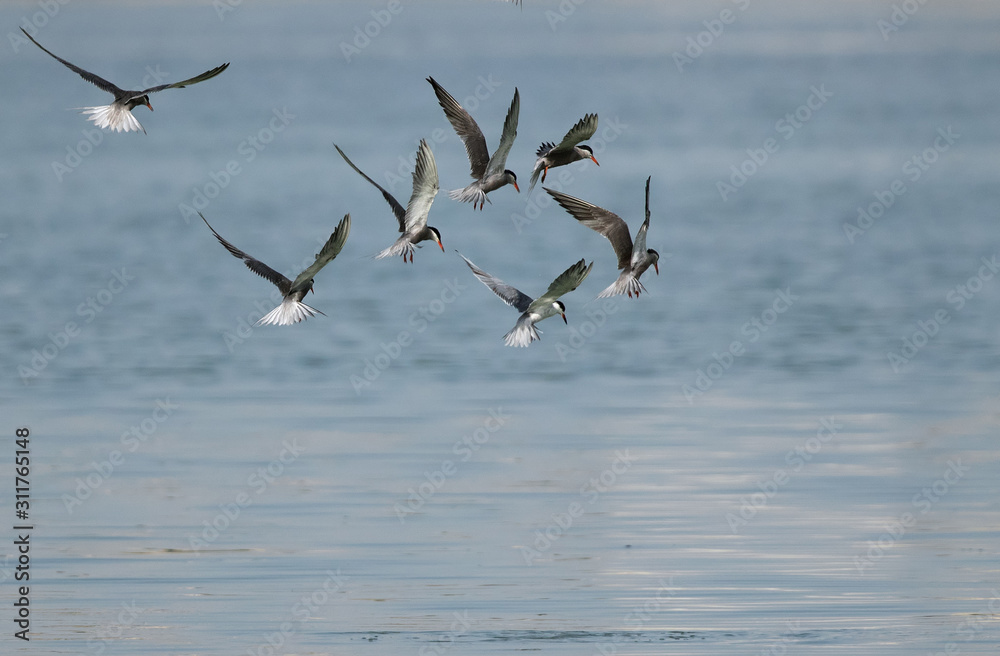 White-cheeked terns in flight, Bahrain