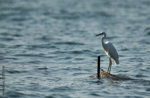 The western reef heron perched on fishing net, Bahrain photo