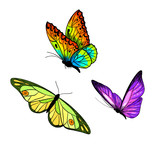 Set of three bright butterflies, full color sketch