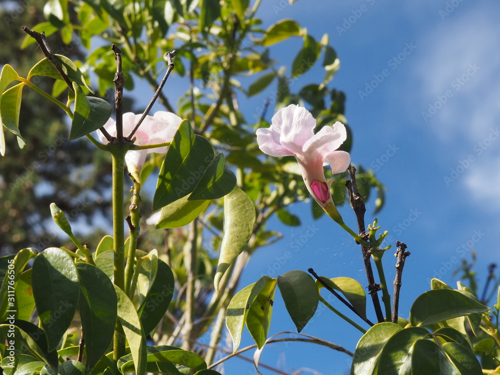 close-up details of tree leaves and flowers with plant background close-up details of tree leaves and flowers with plant background