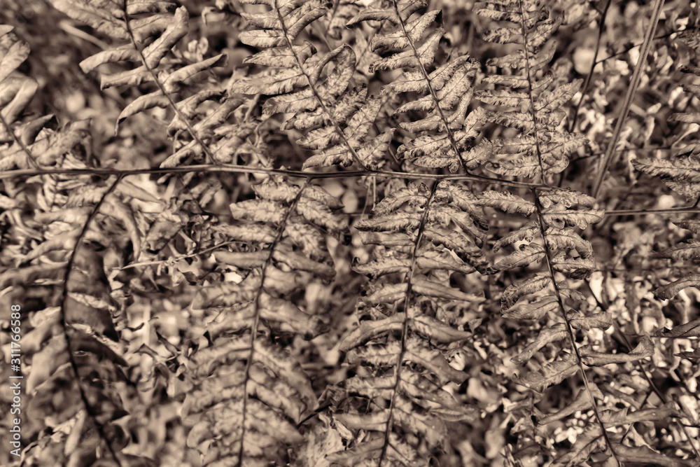 Naklejka premium Fern leaves