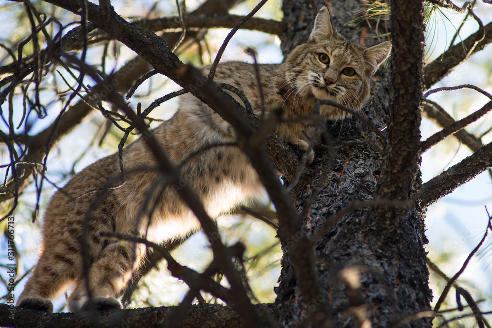 Bobcat Bobcat