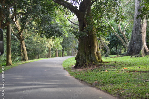 Fototapeta Naklejka Na Ścianę i Meble -  Peradeniya Royal Botanical Garden kandy Sri lanka 