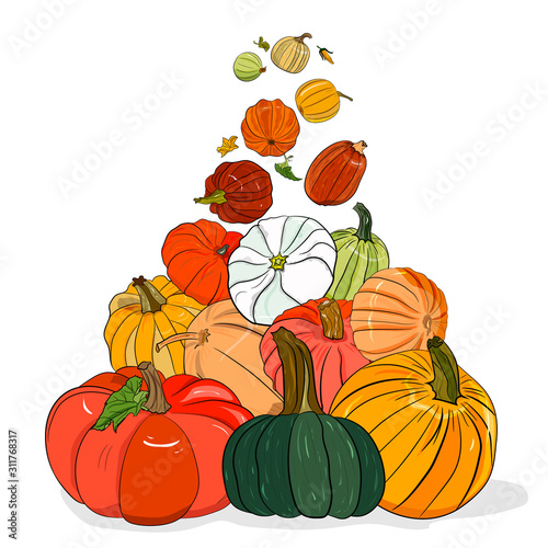 Hand drawing card with pumpkins . Summer, autumn harvest.illustration  linart, sketch. Healthy eating concept,for Thanksgiving day,halloween,