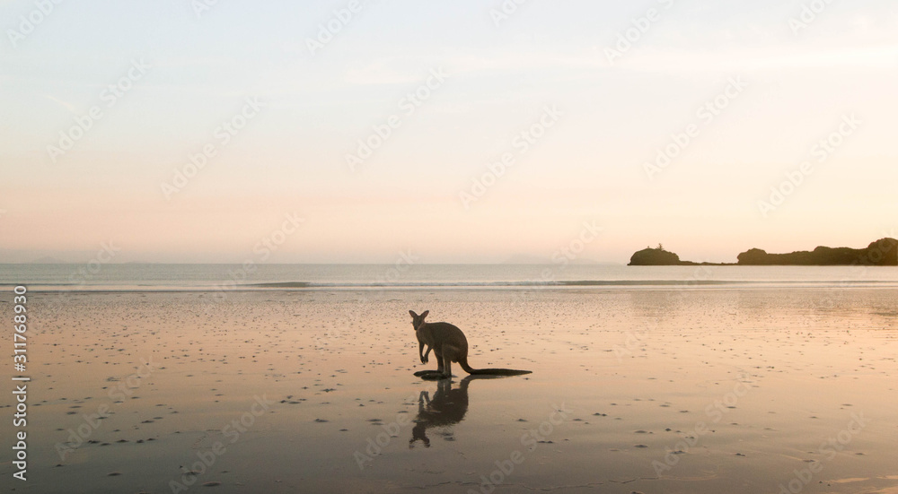 Sunrise Kangaroo Sunrise Kangaroo