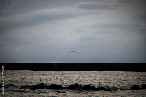 Seagulls flying free in the winter © J. Eduardo Silva