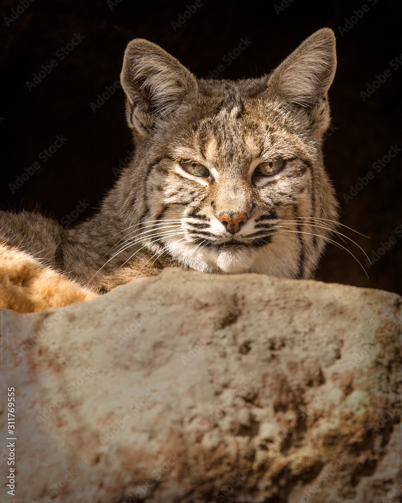 Closeup Of Bobcat - 9971 Closeup Of Bobcat - 9971
