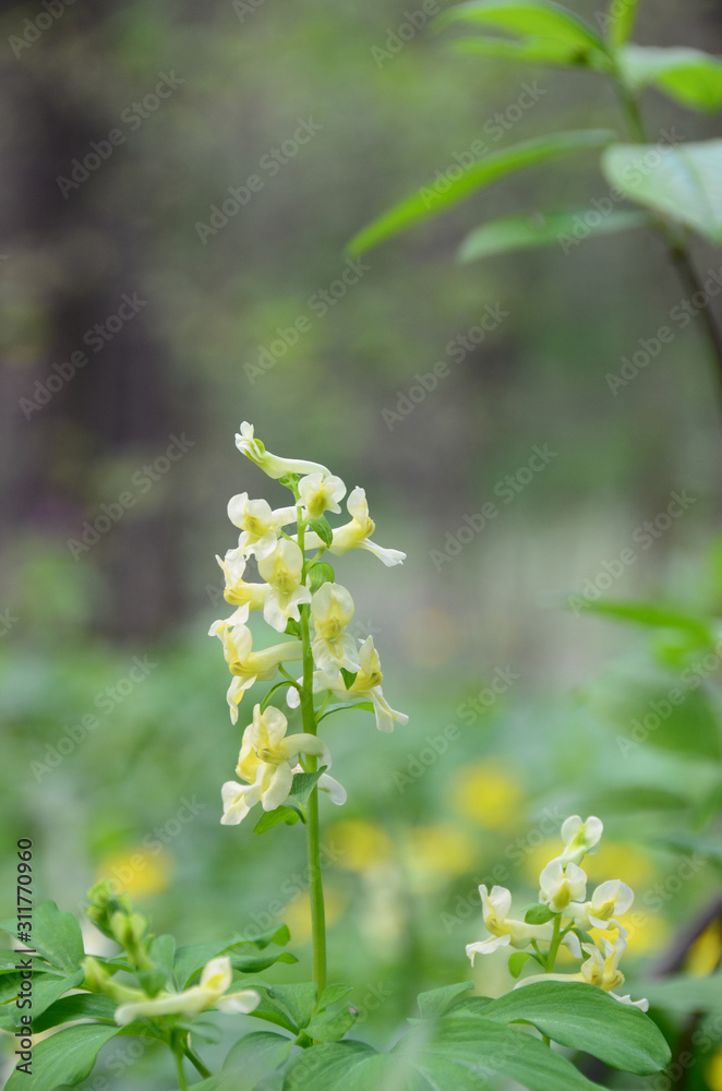 Fragile primroses with the delicate, white&yellow tubular aureoles, by diffused daylighting. Close-up of vernal florets, under the forest canopy Fragile primroses with the delicate, white&yellow tubular aureoles, by diffused daylighting. Close-up of vernal florets, under the forest canopy