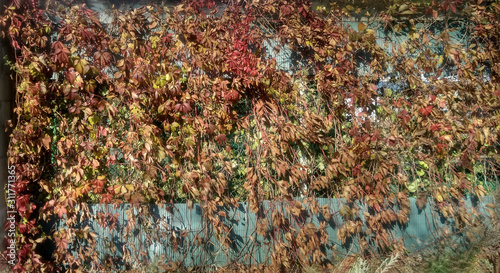 Red leaves on the gray wall. Autumn texture.
