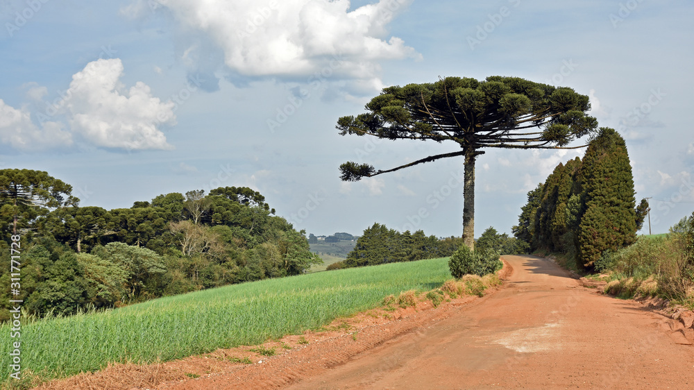 Obraz premium Nature scene of a pinheiro tree made in Brazil Parana