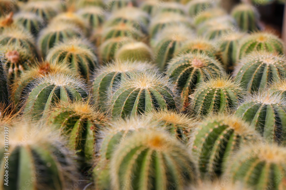 cactus in the garden cactus in the garden