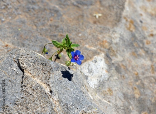 single flower on rock