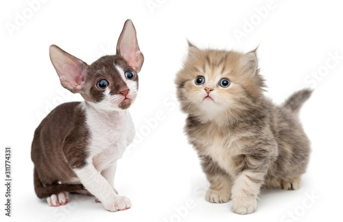 Kittens breed British and Cornish Rex