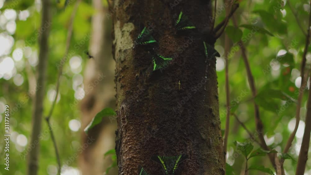 Tree Covered in Beautiful Black and Green Butterflies Tree Covered in Beautiful Black and Green Butterflies