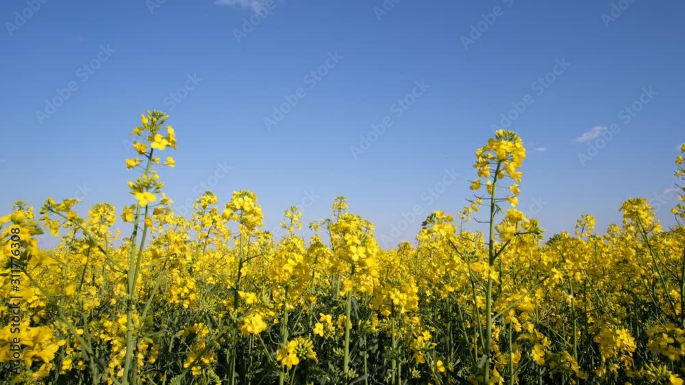 Colorful field of blooming rapes Colorful field of blooming rapes