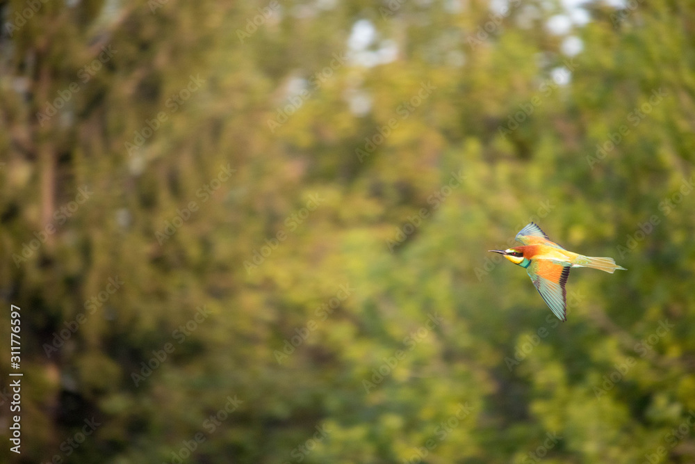 Obraz premium bee-eater