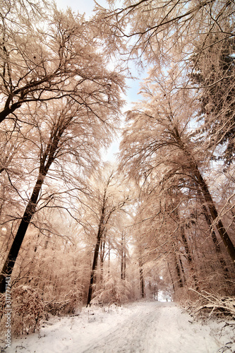 Scenic snow covered forest trail in winter, pleasant color toning © Smileus