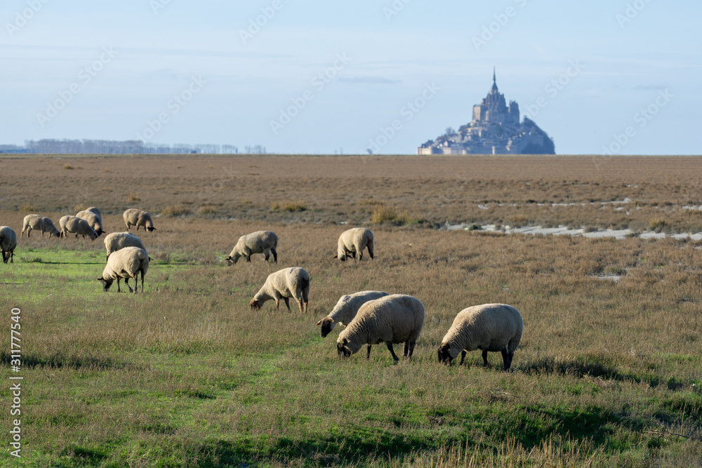 Fototapeta premium Le Mont Saint-Michel in Frankreich -Normandie