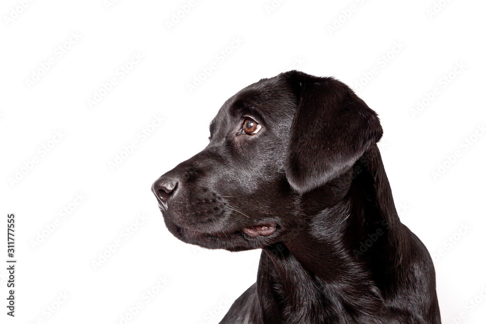 Dog breed black labrador puppy portrait isolated on white background