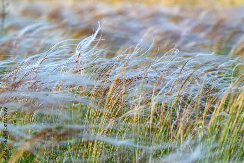 Fototapeta premium Silver feather grass swaying in wind in steppe