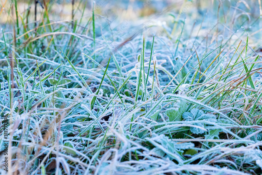 Close up green grass covered with early autumn frost Close up green grass covered with early autumn frost