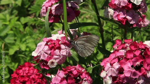 White butterfly collecting nectar on white and pink carnation flowers. Insect pollinating the flowers closeup