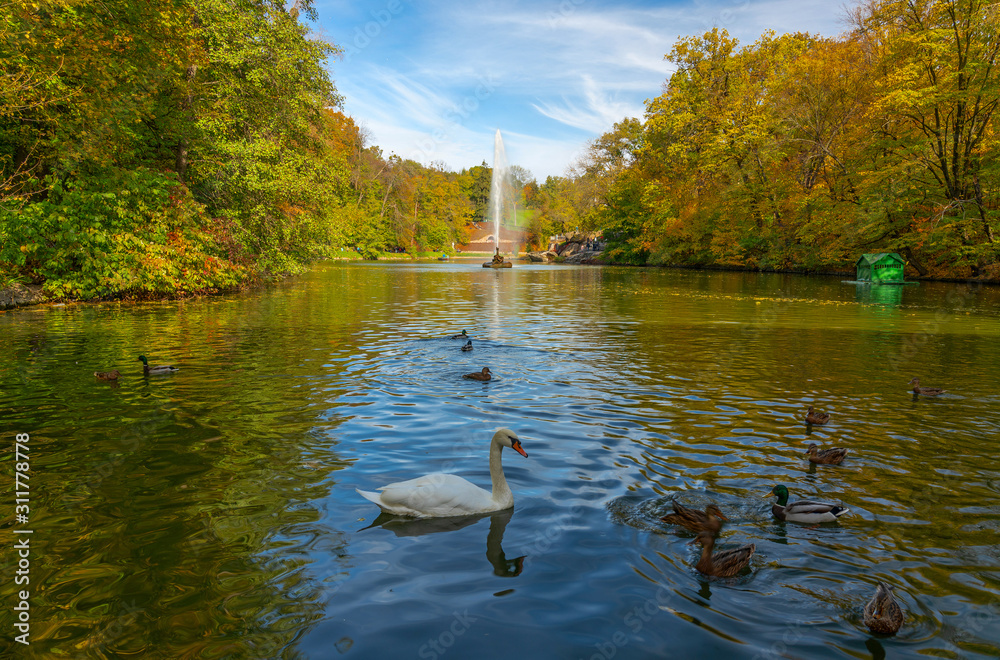 Fototapeta premium Autumn landscape view with swan and ducks on the lake, fountain and yellow trees, Sofievka park, Uman, Ukraine