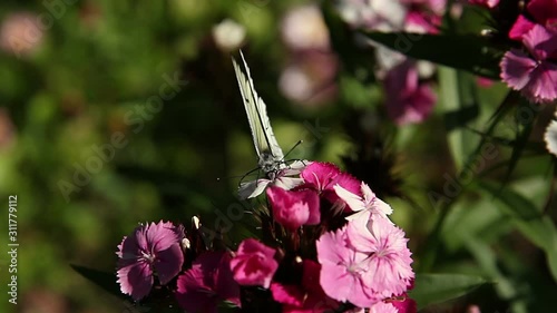 White butterfly collecting nectar on white and pink carnation flowers. Insect dipping its proboscis into the flowers closeup