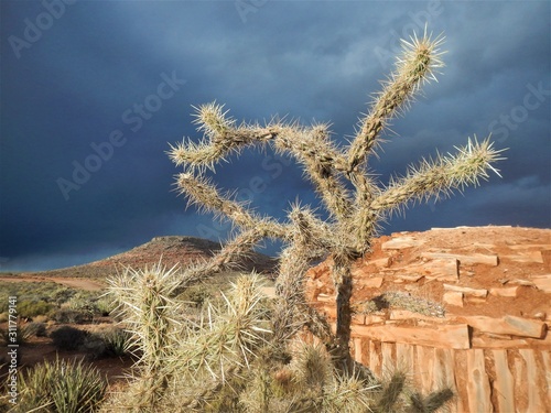 Cactus at Grand Canyon